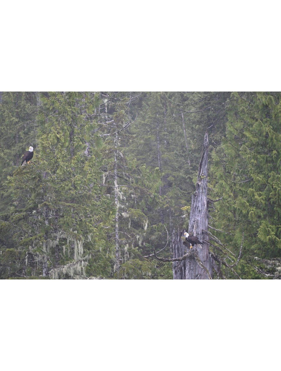 popular-vendors-detail