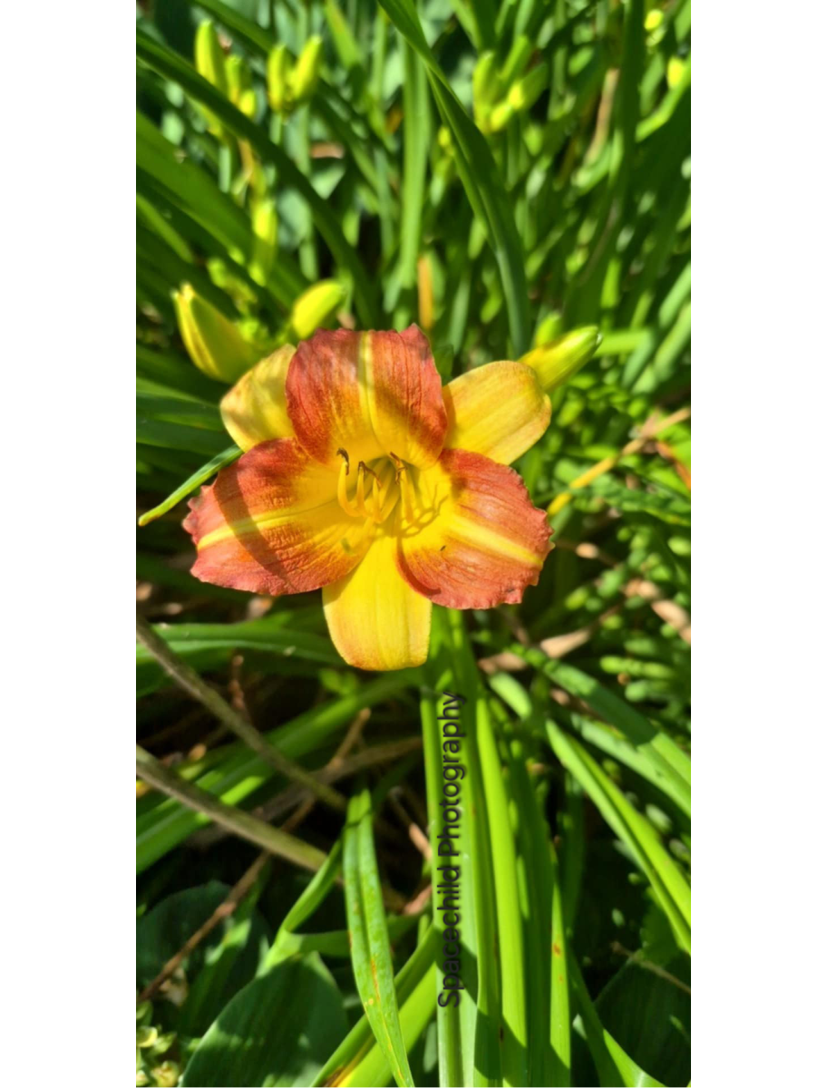 popular-vendors-detail